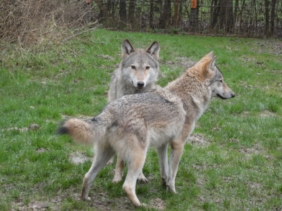 Wolf - De Zonnegloed - Dierenpark - Dieren opvangcentrum - Sanctuary